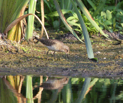 Calidris temminckii