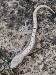 Lepidodactylus lugubris