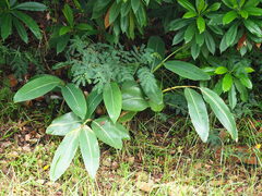 Alpinia koshunensis
