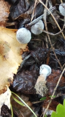 Cortinarius hemitrichus