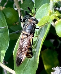 Hermetia subpellucida