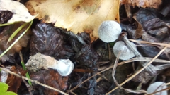 Cortinarius hemitrichus
