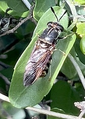 Hermetia subpellucida