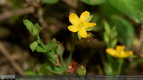 Hypericum japonicum (Hypericum japonicum)