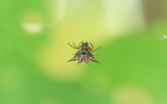 Macracantha hasselti