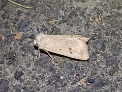 Dichagyris variabilis