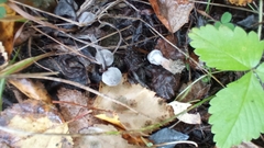 Cortinarius hemitrichus