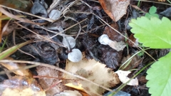 Cortinarius hemitrichus