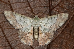 Pingasa rubimontana