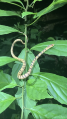 Pareas chinensis