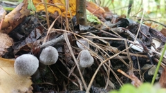 Cortinarius hemitrichus