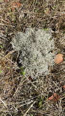 Cladonia arbuscula