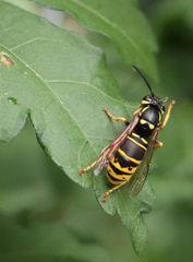 Vespula vidua