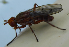 Tetanocera