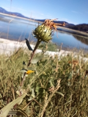 Grindelia integrifolia