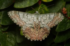 Pingasa rubimontana