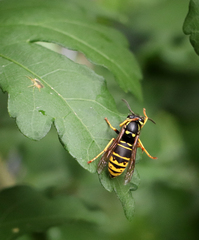 Vespula vidua