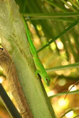 Phelsuma grandis