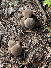 Lycoperdon echinatum