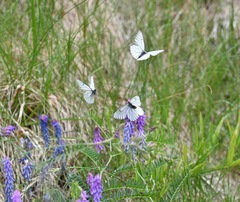 Aporia crataegi