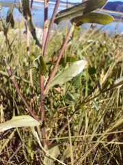 Grindelia integrifolia