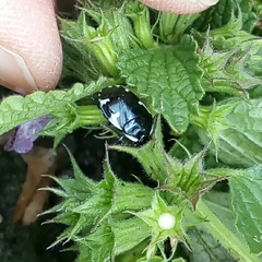 Tritomegas sexmaculatus