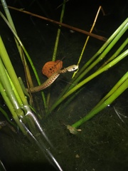 Fowlea flavipunctata