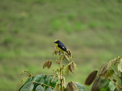 Euphonia laniirostris