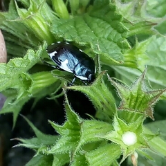 Tritomegas sexmaculatus