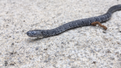 Pareas margaritophorus