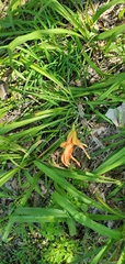 Hemerocallis fulva