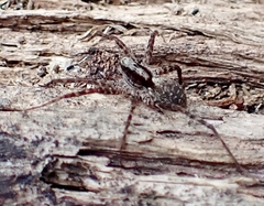 Acantholycosa lignaria