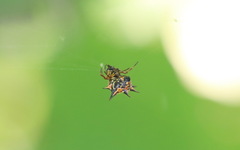 Macracantha hasselti