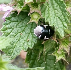 Tritomegas sexmaculatus