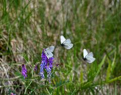 Aporia crataegi