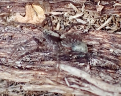 Acantholycosa lignaria