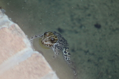 Pelophylax perezi