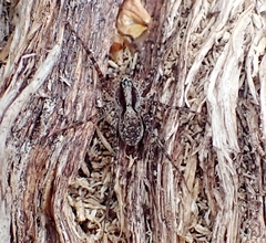 Acantholycosa lignaria