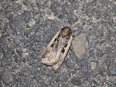 Parabagrotis