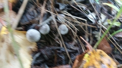 Cortinarius hemitrichus