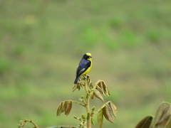 Euphonia laniirostris