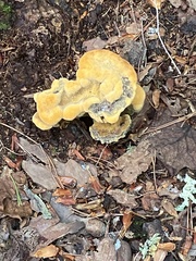 Phaeolus
