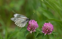 Aporia crataegi