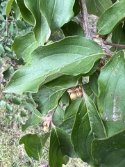 Cornus mas