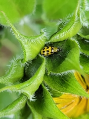 Diabrotica undecimpunctata