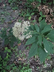 Eutrochium purpureum