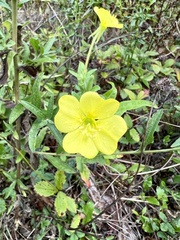 Oenothera villosa