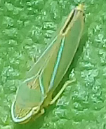 Cicadellini