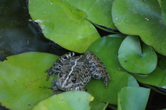 Pelophylax perezi