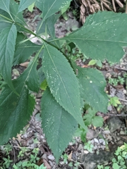 Eutrochium purpureum